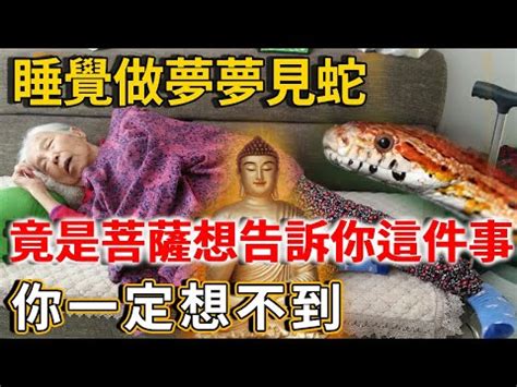 在路上看到蛇代表什麼|【看到蛇是什麼意思】蛇出沒該如何應對？民俗專家：看到蛇必做。